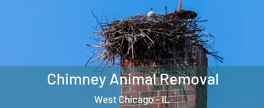 Chimney Animal Removal West Chicago - IL