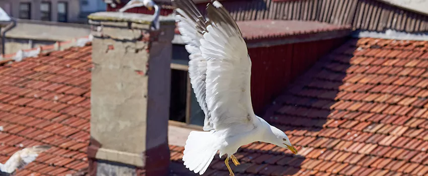 Residential Chimney Animal Removal Solution in West Chicago, IL